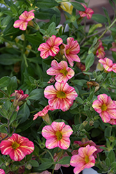 Superbells Tropical Sunrise Calibrachoa (Calibrachoa 'INCALTRSUN') at Marlin Orchards & Garden Centre