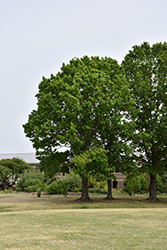 Red Oak (Quercus rubra) at Marlin Orchards & Garden Centre