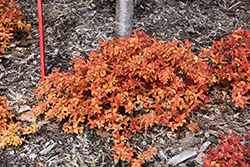 Double Play Candy Corn Spirea (Spiraea japonica 'NCSX1') at Marlin Orchards & Garden Centre