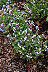 Twinkle Toes Lungwort (Pulmonaria 'Twinkle Toes') at Marlin Orchards & Garden Centre