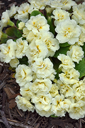 BELARINA CREAM Primrose (Primula vulgaris 'Kerbelcrem') at Marlin Orchards & Garden Centre