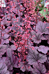 Grape Timeless Coral Bells (Heuchera 'Grape Timeless') at Marlin Orchards & Garden Centre