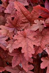 Fun and Games Red Rover Foamy Bells (Heucherella 'Red Rover') at Marlin Orchards & Garden Centre