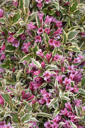 My Monet Purple Effect Weigela (Weigela florida 'Verweig8') at Marlin Orchards & Garden Centre