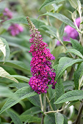 Miss Ruby Butterfly Bush (Buddleia davidii 'Miss Ruby') at Marlin Orchards & Garden Centre