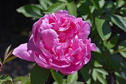 Dr. Alexander Fleming Peony (Paeonia 'Dr. Alexander Fleming') at Marlin Orchards & Garden Centre