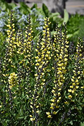 Decadence Lemon Meringue False Indigo (Baptisia 'Lemon Meringue') at Marlin Orchards & Garden Centre