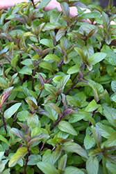 Chocolate Mint (Mentha x piperita 'Chocolate') at Marlin Orchards & Garden Centre