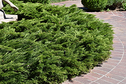 Calgary Carpet Juniper (Juniperus sabina 'Calgary Carpet') at Marlin Orchards & Garden Centre