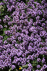 Pink Chintz Creeping Thyme (Thymus praecox 'Pink Chintz') at Marlin Orchards & Garden Centre