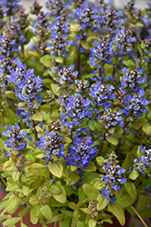 Feathered Friends Fancy Finch Bugleweed (Ajuga 'Fancy Finch') at Marlin Orchards & Garden Centre