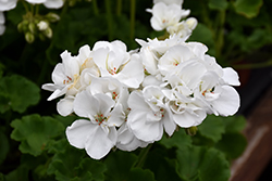 Patriot White Geranium (Pelargonium 'Patriot White') at Marlin Orchards & Garden Centre