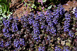 Black Scallop Bugleweed (Ajuga reptans 'Black Scallop') at Marlin Orchards & Garden Centre