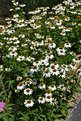 PowWow White Coneflower (Echinacea purpurea 'PowWow White') at Marlin Orchards & Garden Centre
