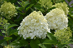 Fire Light Tidbit Hydrangea (Hydrangea paniculata 'SMNHPK') at Marlin Orchards & Garden Centre