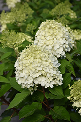 Little Lime Punch Hydrangea (Hydrangea paniculata 'SMNHPH') at Marlin Orchards & Garden Centre