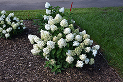 Quick Fire Fab Hydrangea (Hydrangea paniculata 'SMNHPM') at Marlin Orchards & Garden Centre