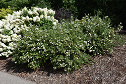 Happy Face White Potentilla (Potentilla fruticosa 'White Lady') at Marlin Orchards & Garden Centre