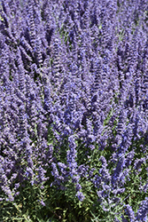 Denim 'n Lace Russian Sage (Perovskia atriplicifolia 'Denim 'n Lace') at Marlin Orchards & Garden Centre