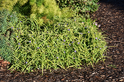 Charlotte's Web Spiderwort (Tradescantia x andersoniana 'Charlotte's Web') at Marlin Orchards & Garden Centre