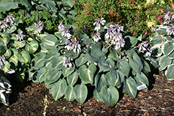 Touch Of Class Hosta (Hosta 'Touch Of Class') at Marlin Orchards & Garden Centre