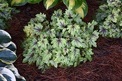 Fun and Games Eye Spy Foamy Bells (Heucherella 'Eye Spy') at Marlin Orchards & Garden Centre