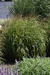 Prairie Winds Apache Rose Switch Grass (Panicum virgatum 'Apache Rose') at Marlin Orchards & Garden Centre