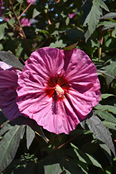 Summerific Berry Awesome Hibiscus (Hibiscus 'Berry Awesome') at Marlin Orchards & Garden Centre