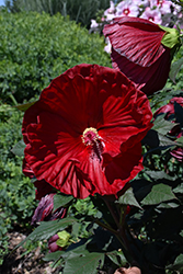 Summerific Cranberry Crush Hibiscus (Hibiscus 'Cranberry Crush') at Marlin Orchards & Garden Centre