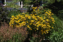 Tuscan Gold False Sunflower (Heliopsis helianthoides 'Inhelsodor') at Marlin Orchards & Garden Centre