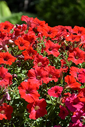 Supertunia Really Red Petunia (Petunia 'Sunremi') at Marlin Orchards & Garden Centre