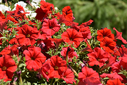 Supertunia Really Red Petunia (Petunia 'Sunremi') at Marlin Orchards & Garden Centre