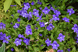 Endless Illumination Browallia (Browallia 'UNHBR12') at Marlin Orchards & Garden Centre