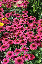 Sombrero Tres Amigos Coneflower (Echinacea 'Balsomtresgo') at Marlin Orchards & Garden Centre