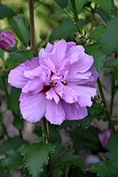Ardens Rose of Sharon (Hibiscus syriacus 'Ardens') at Marlin Orchards & Garden Centre