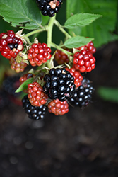 Chester Thornless Blackberry (Rubus 'Chester') at Marlin Orchards & Garden Centre