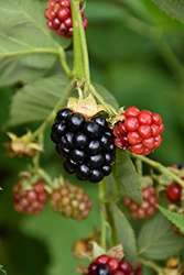 Triple Crown Blackberry (Rubus 'Triple Crown') at Marlin Orchards & Garden Centre