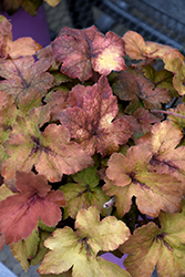 Pumpkin Spice Foamy Bells (Heucherella 'Pumpkin Spice') at Marlin Orchards & Garden Centre