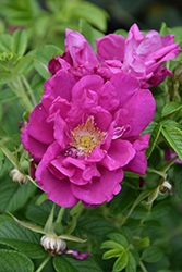 Purple Pavement Rose (Rosa 'Purple Pavement') at Marlin Orchards & Garden Centre