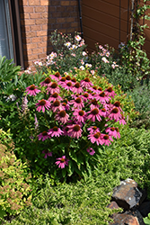 PowWow Wild Berry Coneflower (Echinacea purpurea 'PowWow Wild Berry') at Marlin Orchards & Garden Centre