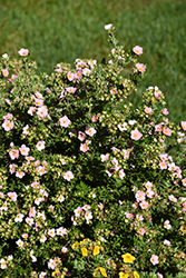 Pink Beauty Potentilla (Potentilla fruticosa 'Pink Beauty') at Marlin Orchards & Garden Centre