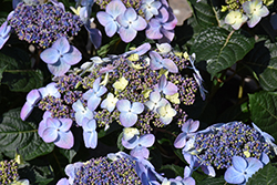 Pop Star Hydrangea (Hydrangea macrophylla 'BAILMACSIX') at Marlin Orchards & Garden Centre