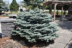 Globe Blue Spruce (Picea pungens 'Globosa') at Marlin Orchards & Garden Centre