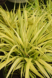 All Gold Hakone Grass (Hakonechloa macra 'All Gold') at Marlin Orchards & Garden Centre