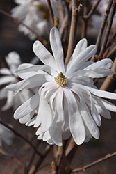 Centennial Blush Magnolia (Magnolia stellata 'Centennial Blush') at Marlin Orchards & Garden Centre