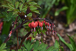 Valentine Bleeding Heart (Dicentra spectabilis 'Hordival') at Marlin Orchards & Garden Centre