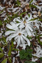 Centennial Blush Magnolia (Magnolia stellata 'Centennial Blush') at Marlin Orchards & Garden Centre