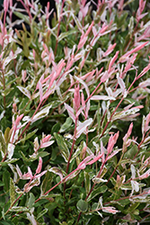 Tricolor Willow (Salix integra 'Hakuro Nishiki') at Marlin Orchards & Garden Centre