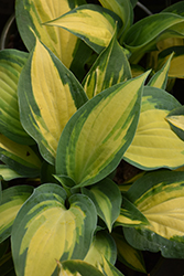 Orange Marmalade Ball Hosta (Hosta 'Orange Marmalade') at Marlin Orchards & Garden Centre