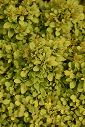 Golden Nugget Japanese Barberry (Berberis thunbergii 'Golden Nugget') at Marlin Orchards & Garden Centre